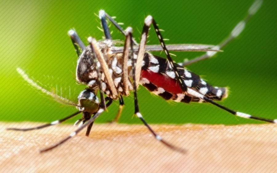 Dengue em SC: informe revela mais de 200 mil casos prováveis da doença