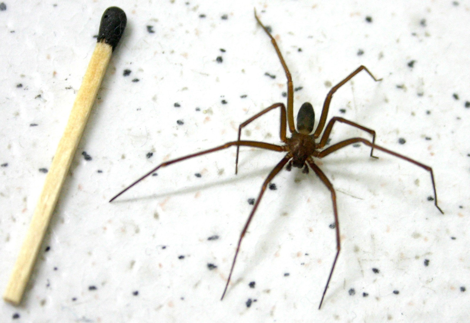 Saúde Estadual alerta sobre cuidados com picadas de aranha-marrom