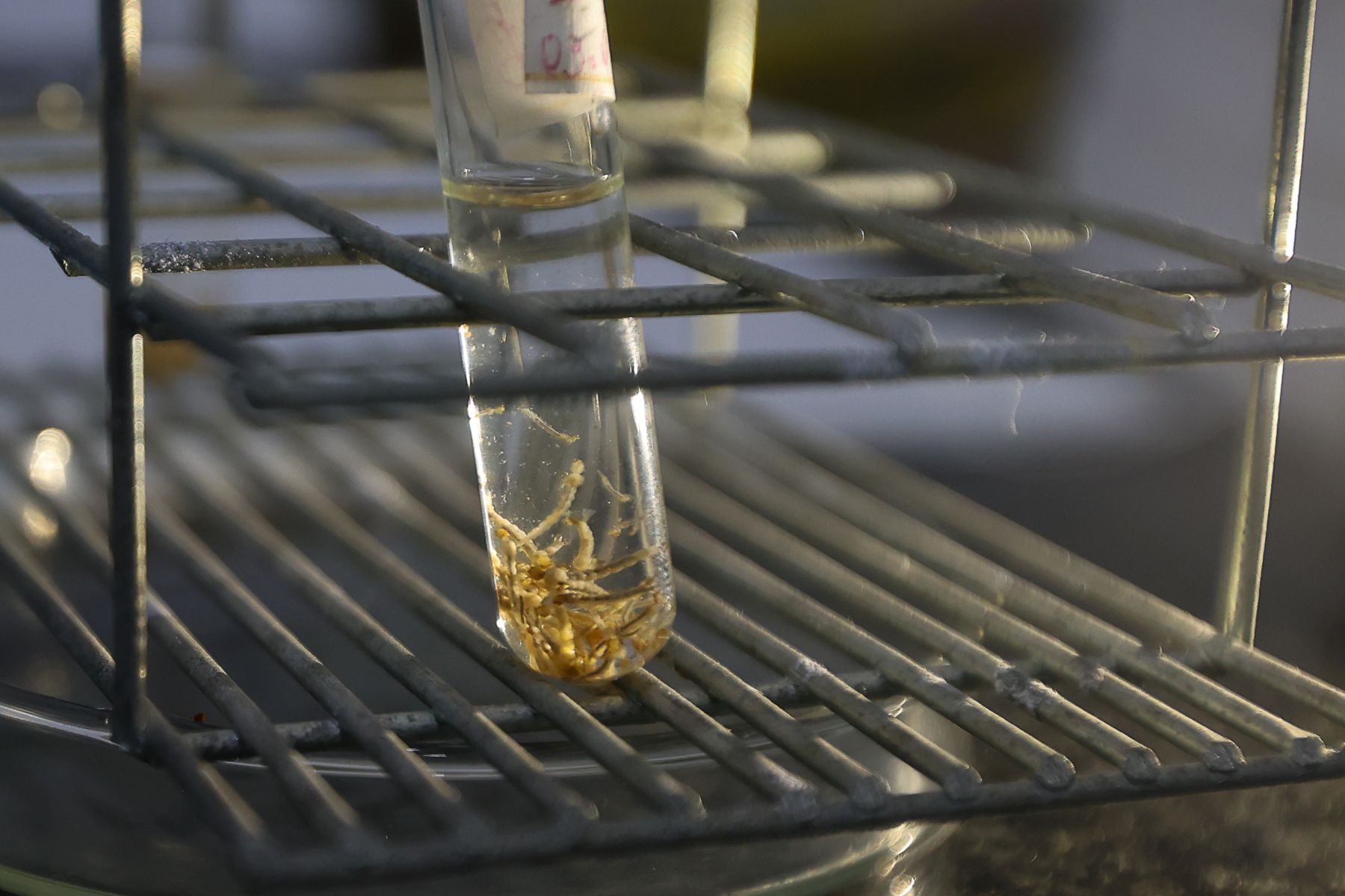 Dengue SC: Aumento do número de casos de dengue e chikungunya em Santa Catarina acende alerta