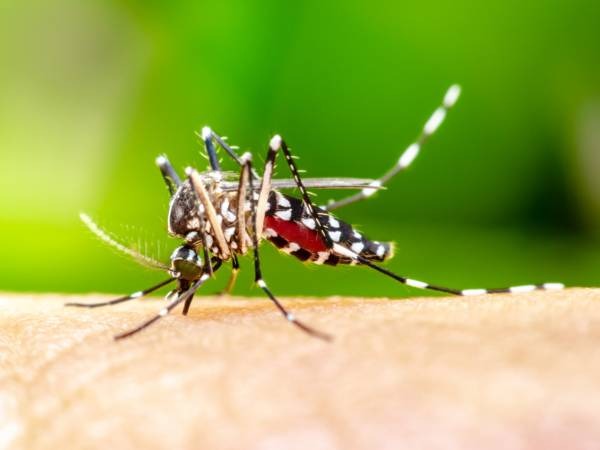 Dengue SC: Saúde registra mais de 5 mil focos do mosquito Aedes aegypti