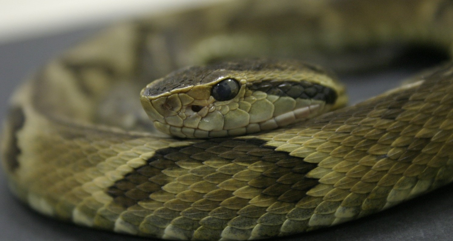 acidentes animais peconhentos ciatox