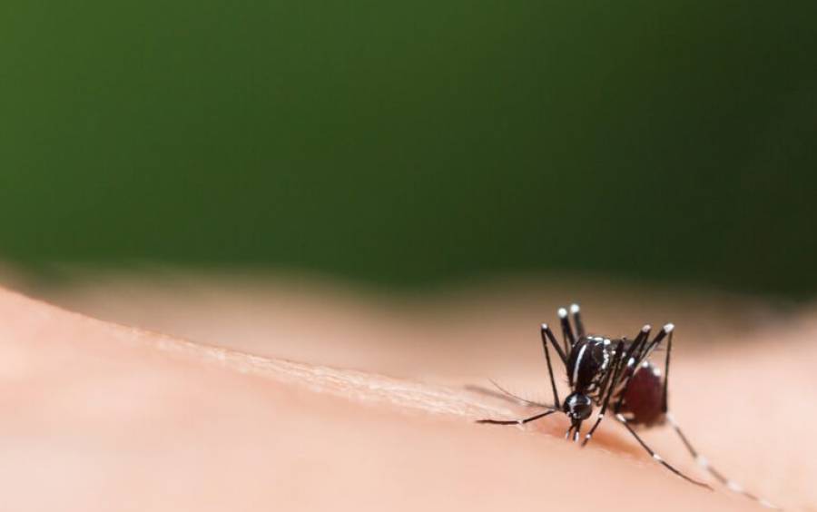 Dengue em SC: Saúde divulga nota de alerta sobre perfil dos casos confirmados da doença