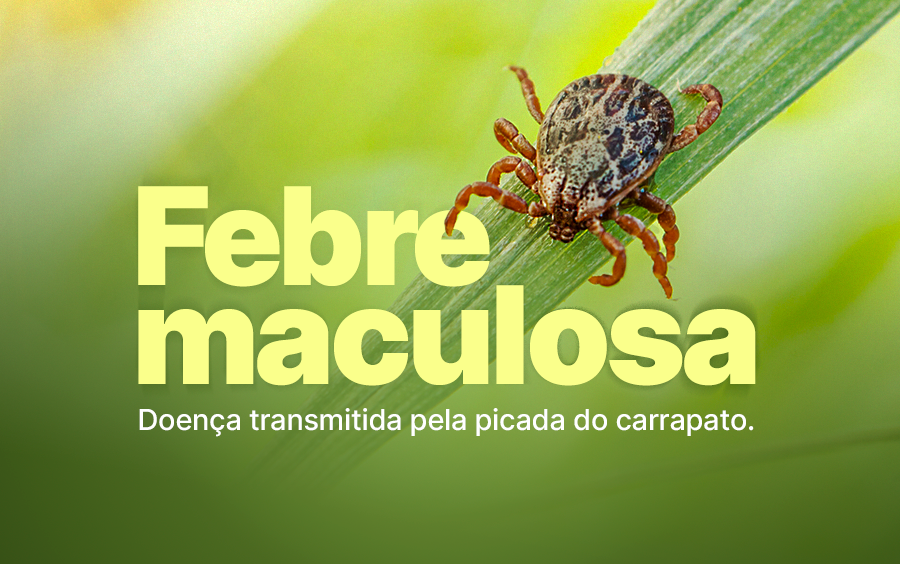 Febre Maculosa: Saúde alerta como identificar, prevenir e entender os riscos da doença