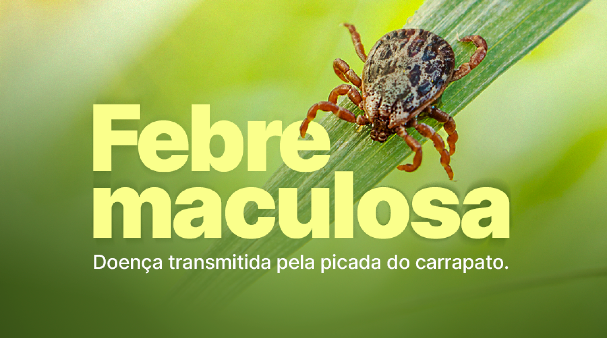 Febre Maculosa: Saúde alerta como identificar, prevenir e entender os riscos da doença