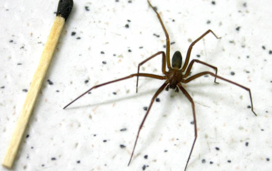 Saúde Estadual alerta sobre cuidados com picadas de aranha-marrom