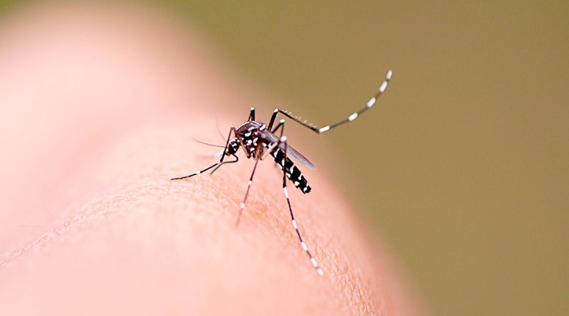 Dengue SC: Saúde registra mais de 51 mil focos do mosquito Aedes aegypti no estado
