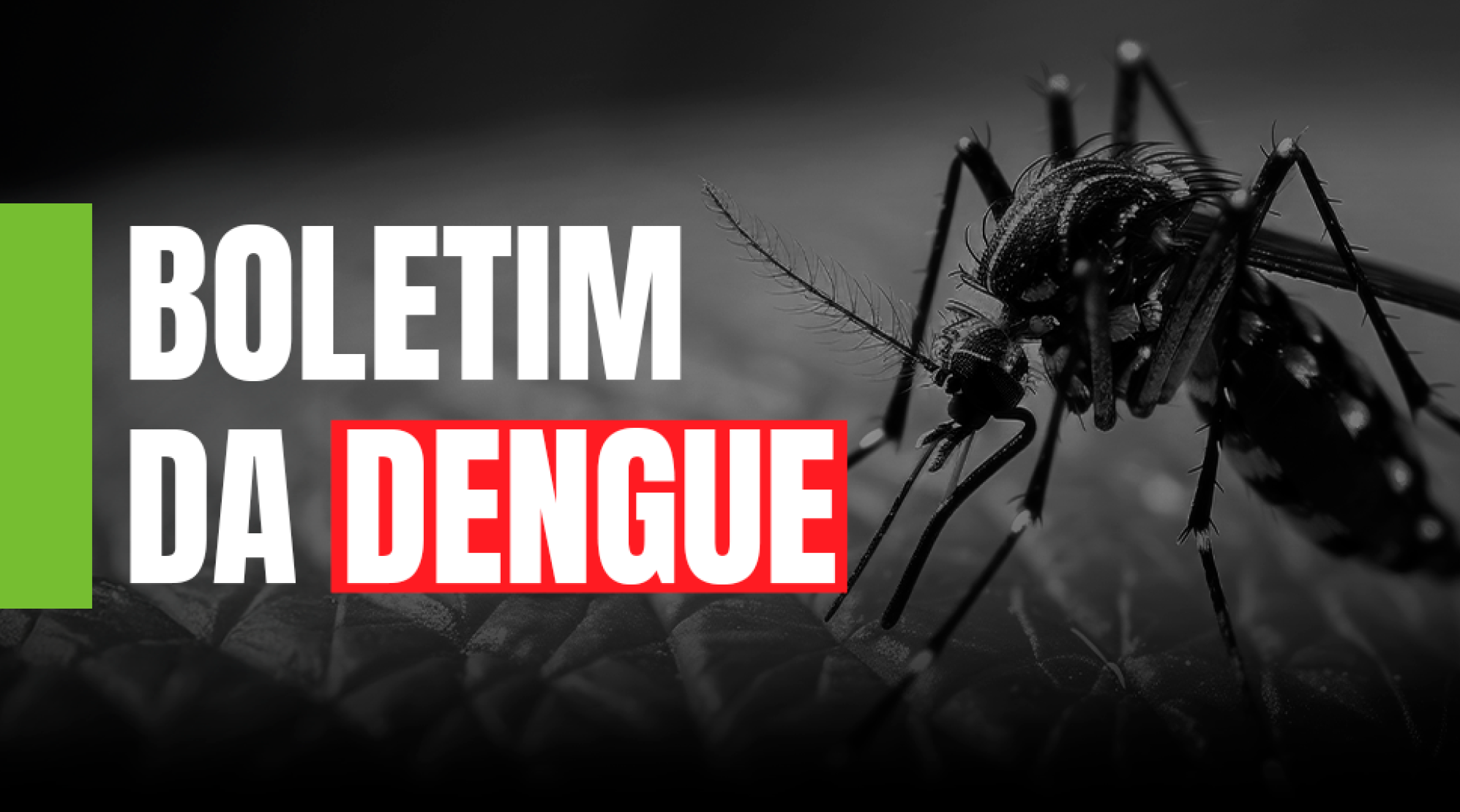 Dengue SC: Saúde registra mais de 62 mil focos do mosquito Aedes aegypti até início de dezembro