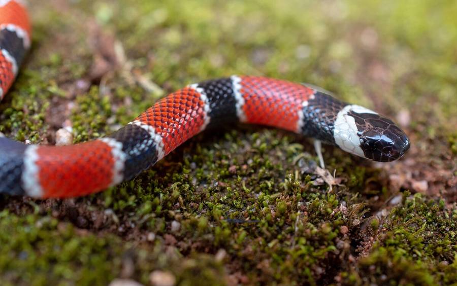 Saúde SC reforça cuidados para evitar acidentes com animais peçonhentos no período de chuvas