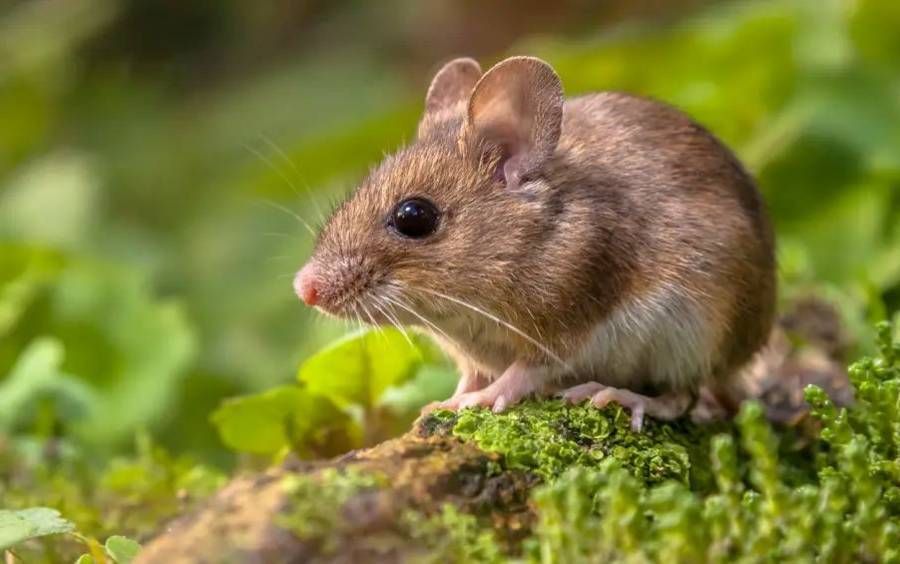 Com vigilância ativa, Santa Catarina registra um único caso de hantavírus em 2026
