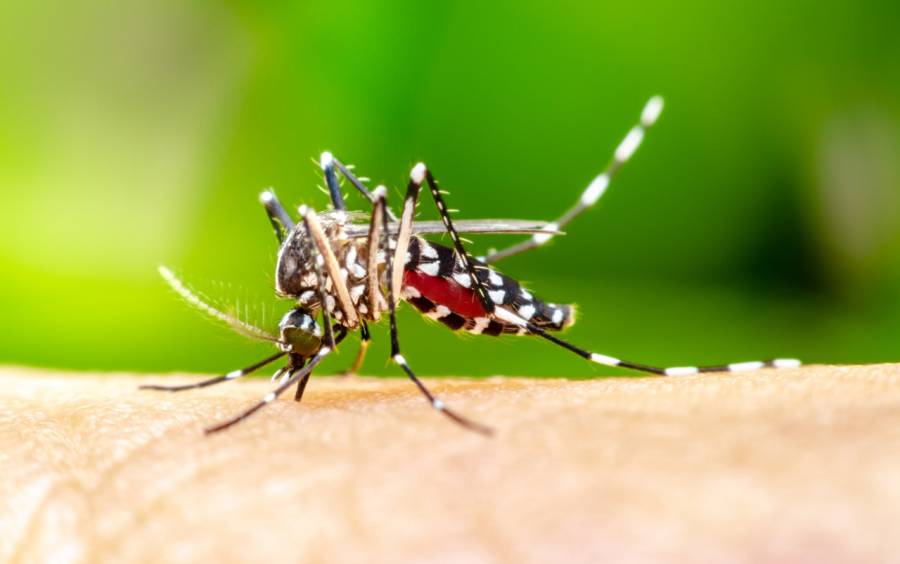 Vacinação contra a dengue para adolescentes segue disponível em Santa Catarina